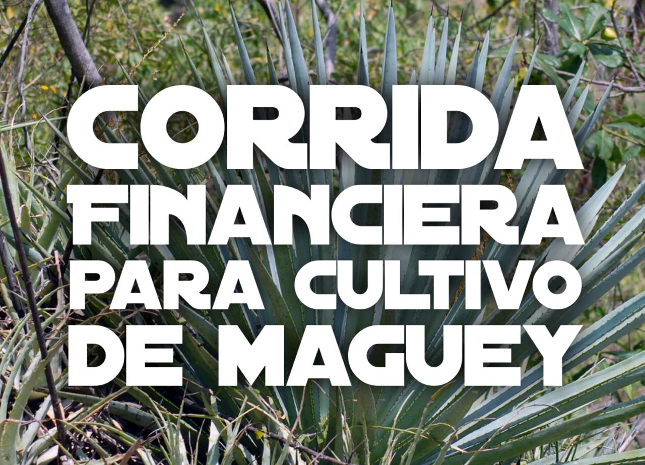 Proyección Financiera para Cultivo de Maguey Proyecciones Financieras