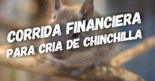 Proyeccin Financiera para Cria de Chinchilla